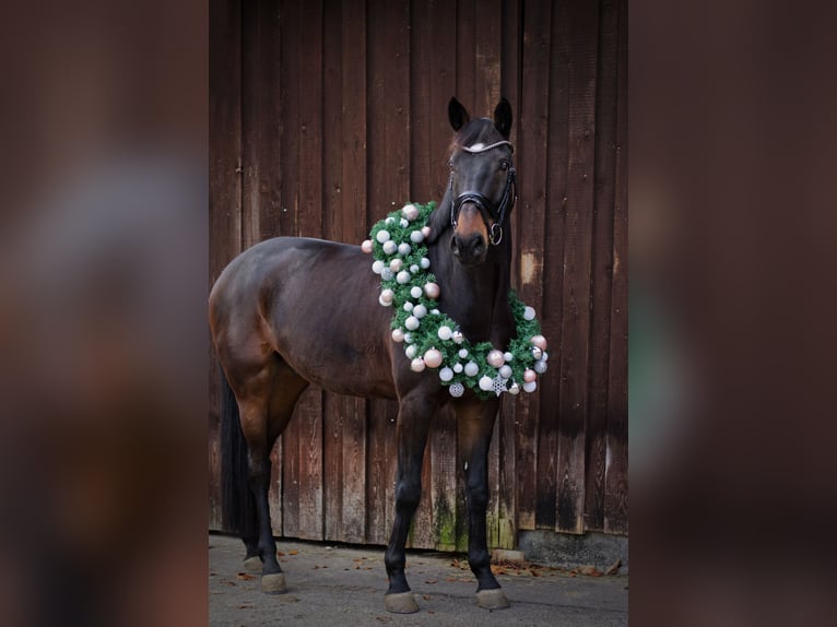 Baden-Wurtemberger Caballo castrado 12 años 180 cm Castaño oscuro in Hermaringen