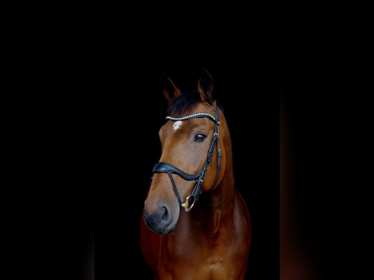 Baden-Wurtemberger Caballo castrado 13 años 176 cm Castaño in Schwäbisch Hall