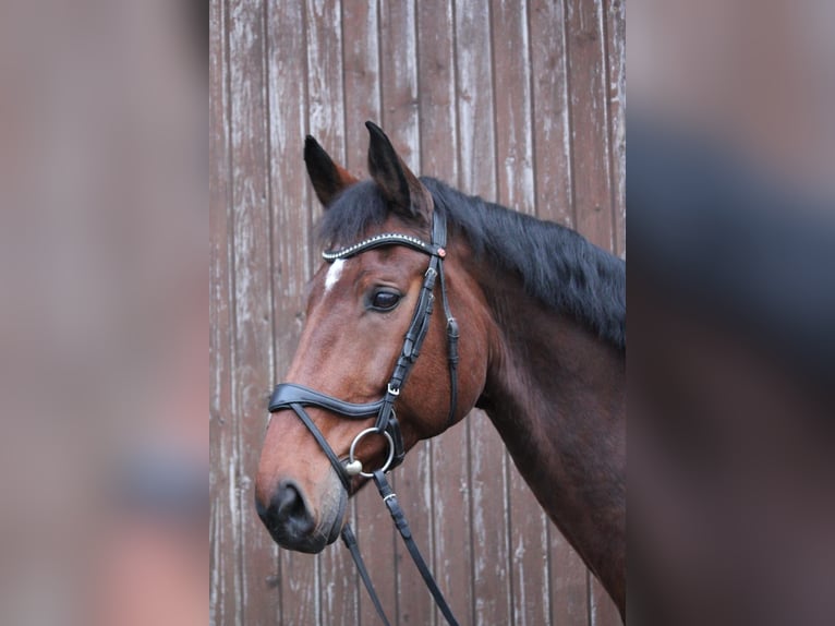 Baden-Wurtemberger Caballo castrado 13 años 176 cm Castaño in Schwäbisch Hall