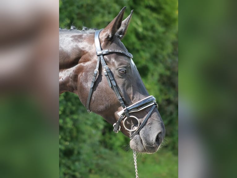 Baden-Wurtemberger Caballo castrado 13 años 178 cm Morcillo in Reutlingen