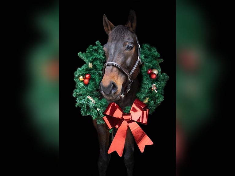 Baden-Wurtemberger Caballo castrado 14 años 170 cm Castaño oscuro in Havekost