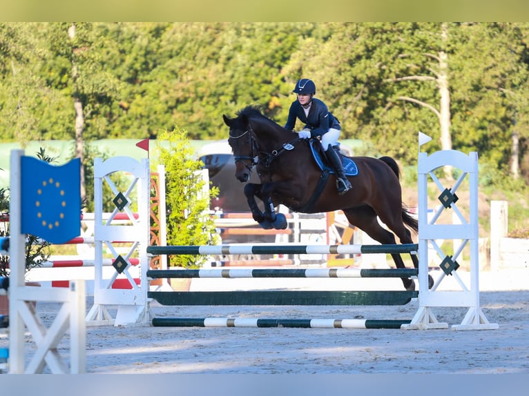 Baden-Wurtemberger Caballo castrado 14 años 170 cm Castaño oscuro in Havekost