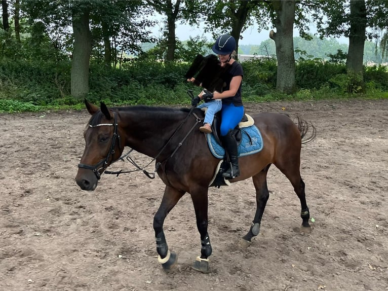Baden-Wurtemberger Caballo castrado 14 años 170 cm Castaño oscuro in Havekost