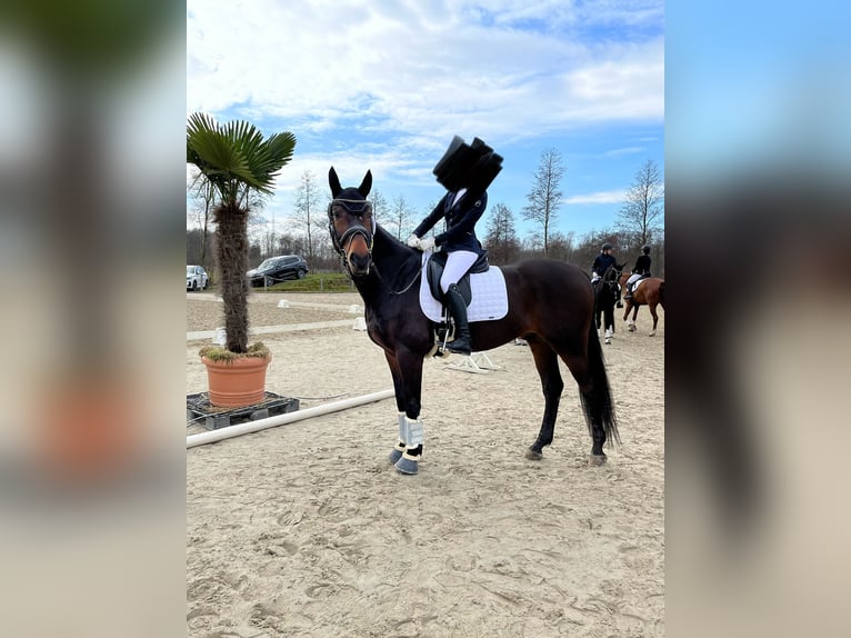 Baden-Wurtemberger Caballo castrado 14 años 170 cm Castaño oscuro in Havekost