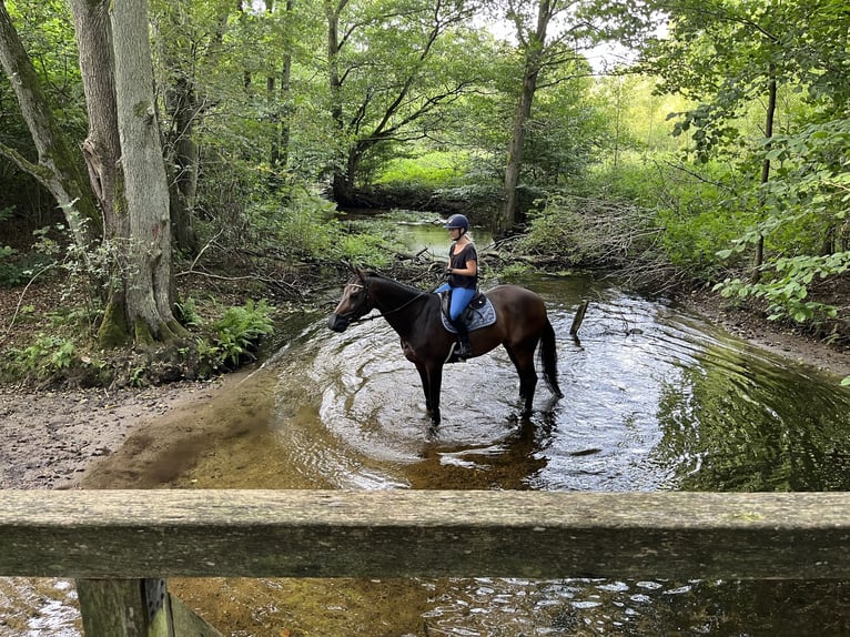 Baden-Wurtemberger Caballo castrado 14 años 170 cm Castaño oscuro in Havekost