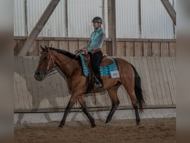 Baden-Wurtemberger Caballo castrado 16 años 160 cm Castaño in Singen