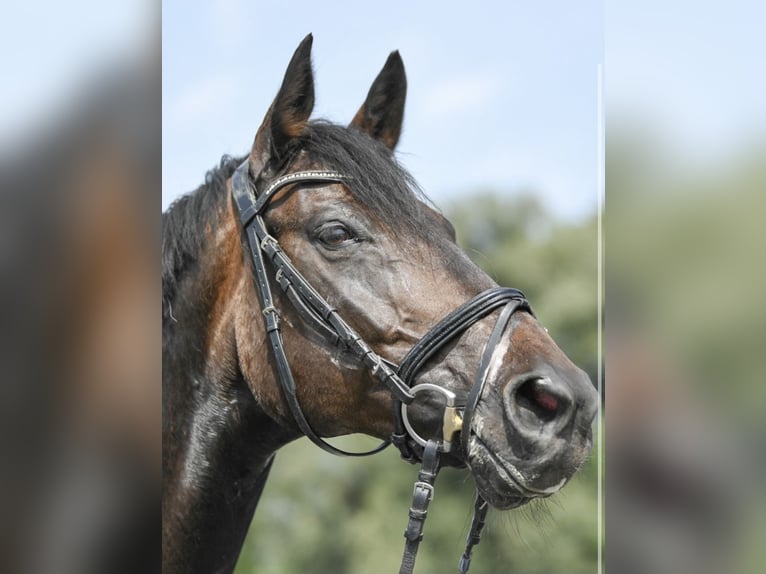 Baden-Wurtemberger Caballo castrado 16 años 170 cm Castaño in St. Gallenkirch