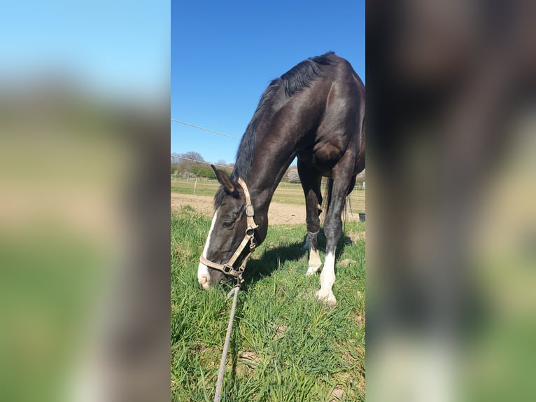 Baden-Wurtemberger Caballo castrado 16 años 170 cm Negro in Steinebach