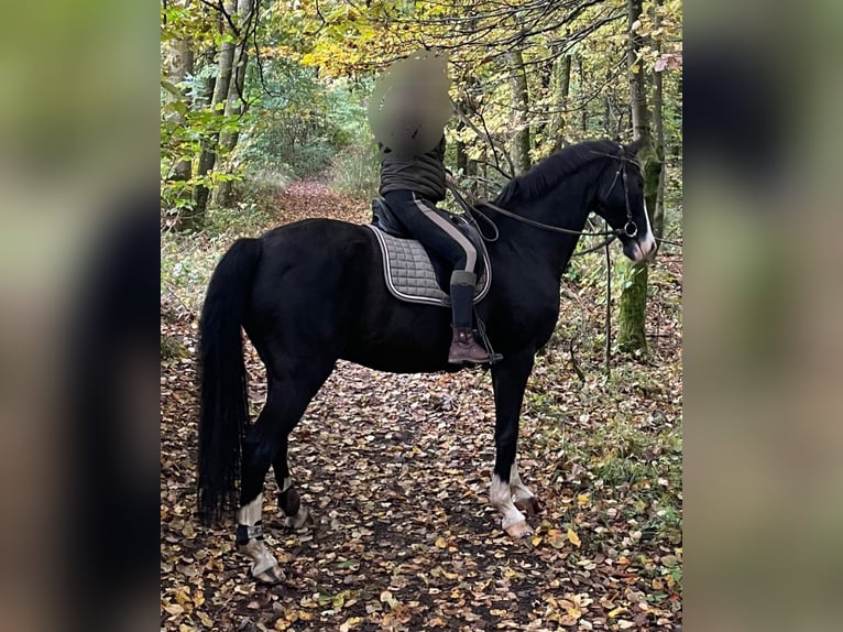 Baden-Wurtemberger Caballo castrado 16 años 170 cm Negro in Steinebach