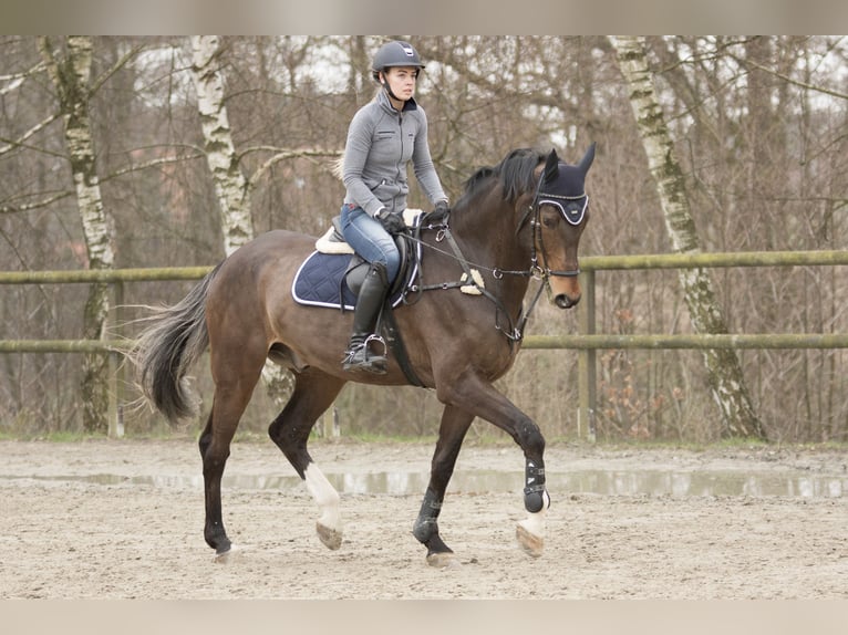 Baden-Wurtemberger Caballo castrado 16 años 178 cm Castaño oscuro in Bünde