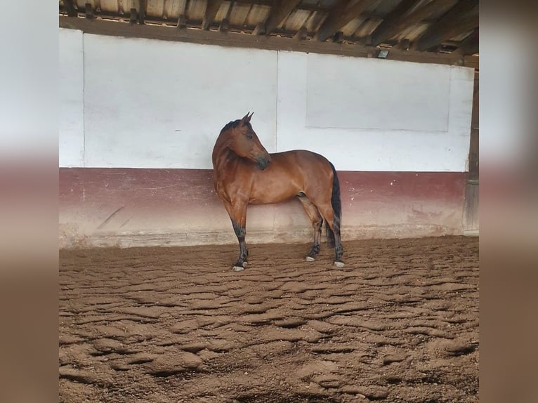 Baden-Wurtemberger Caballo castrado 17 años 173 cm Castaño in Tuningen