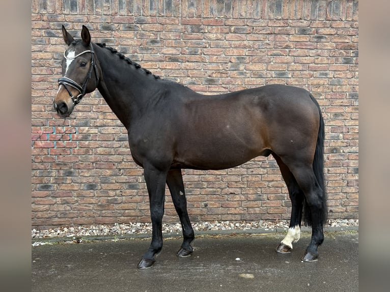 Baden-Wurtemberger Caballo castrado 20 años 168 cm Castaño in Niederkassel