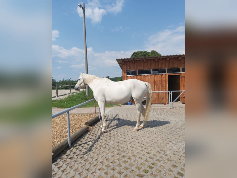 Baden-Wurtemberger Mestizo Caballo castrado 25 años 160 cm Tordo rodado in Penig