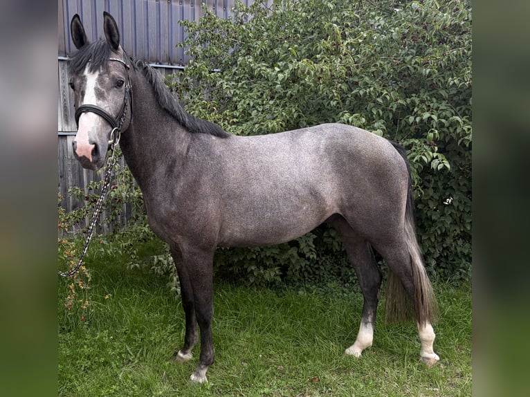 Baden-Wurtemberger Caballo castrado 3 años 163 cm Tordo in Eching