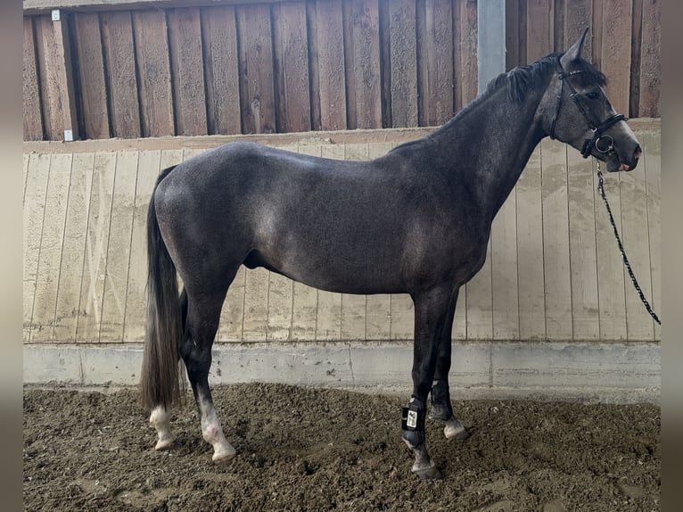 Baden-Wurtemberger Caballo castrado 3 años 163 cm Tordo in Eching