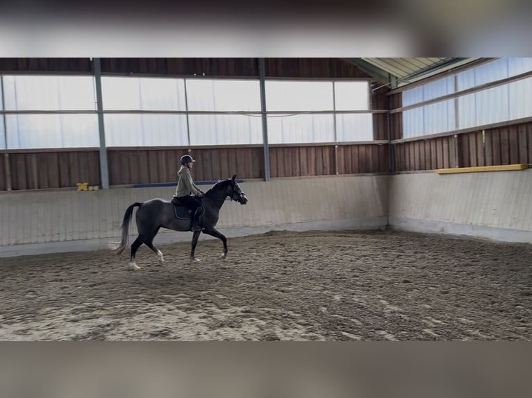 Baden-Wurtemberger Caballo castrado 3 años 163 cm Tordo in Eching