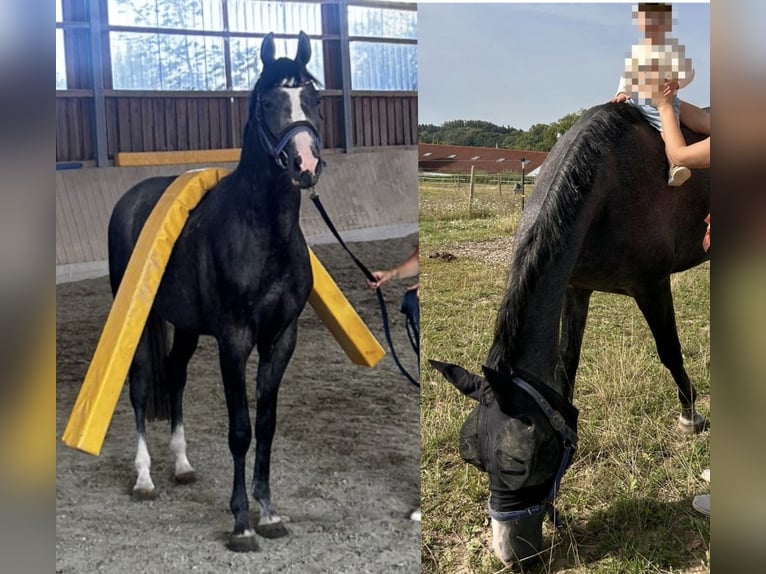 Baden-Wurtemberger Caballo castrado 3 años 163 cm Tordo in Eching