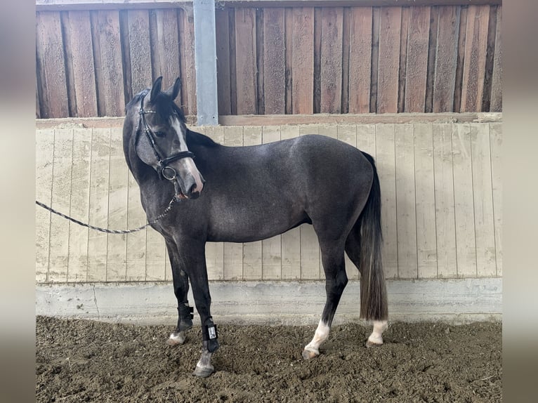 Baden-Wurtemberger Caballo castrado 3 años 163 cm Tordo in Eching
