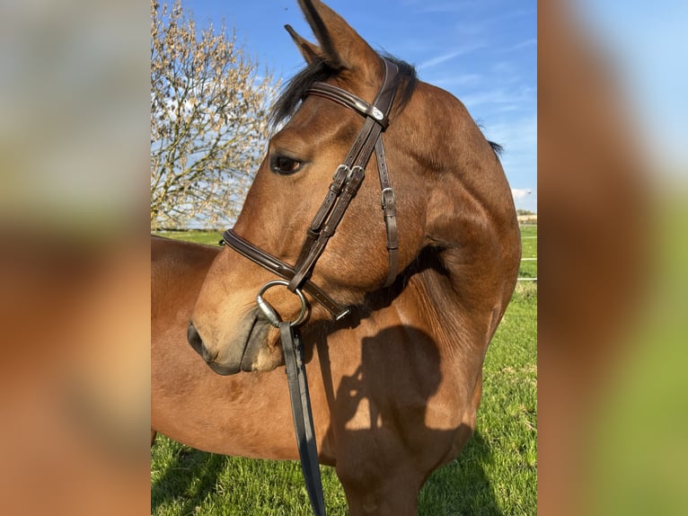 Baden-Wurtemberger Caballo castrado 4 años 160 cm Castaño in Crailsheim