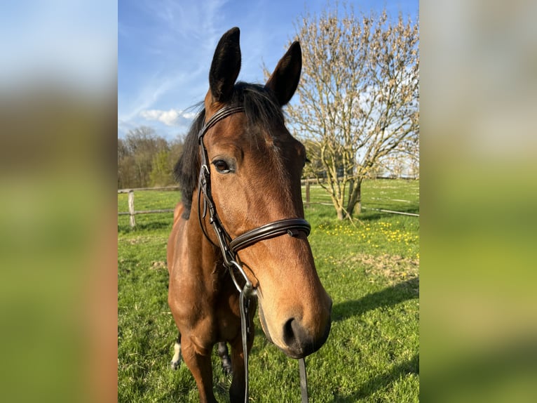 Baden-Wurtemberger Caballo castrado 4 años 160 cm Castaño in Crailsheim