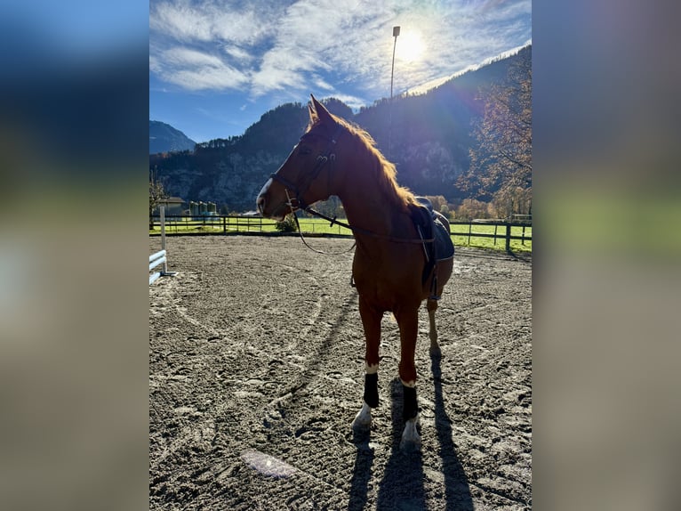 Baden-Wurtemberger Caballo castrado 4 años 165 cm Alazán in Unterseen
