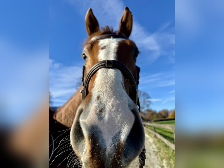 Baden-Wurtemberger Caballo castrado 4 años 165 cm Alazán in Unterseen