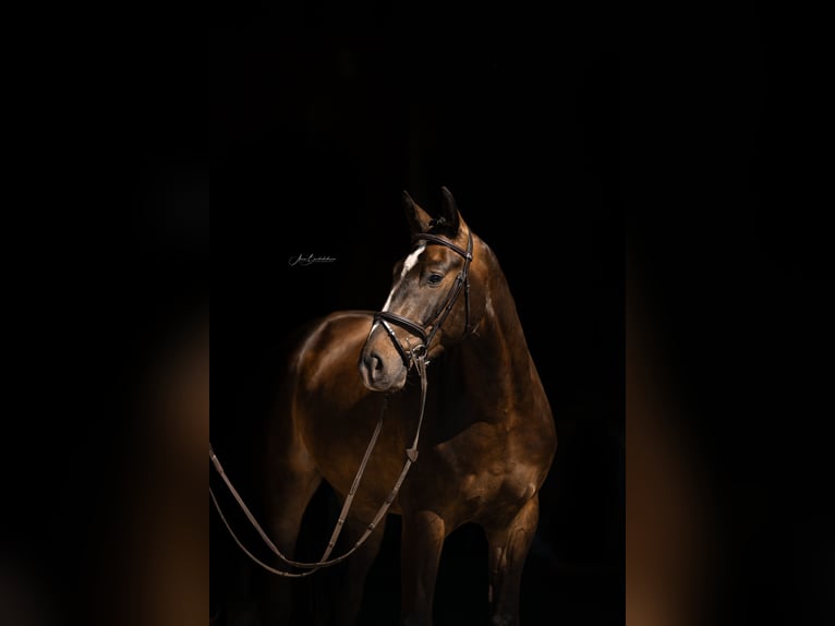 Baden-Wurtemberger Caballo castrado 4 años 165 cm Castaño oscuro in Wangen im Allg&#xE4;u