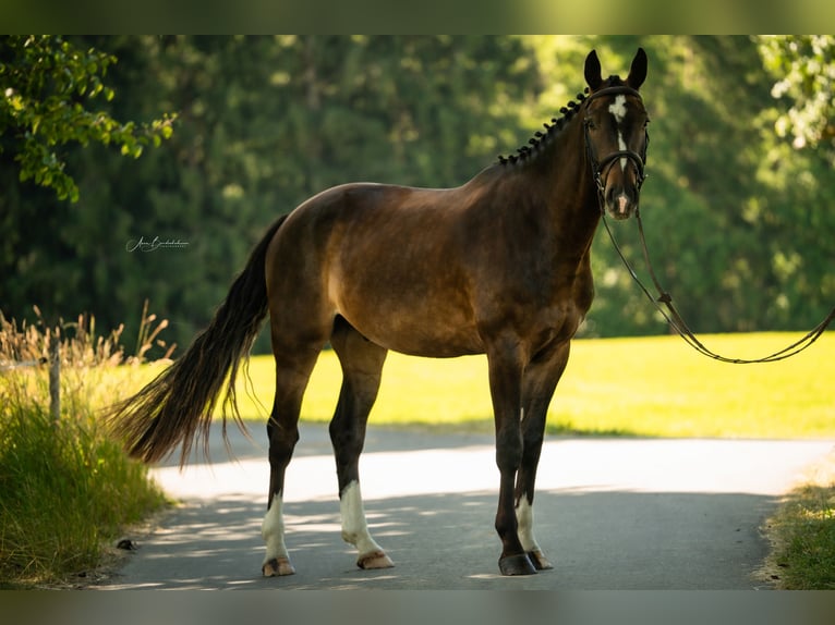 Baden-Wurtemberger Caballo castrado 4 años 165 cm Castaño oscuro in Wangen im Allg&#xE4;u