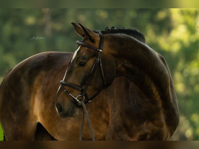 Baden-Wurtemberger Caballo castrado 4 años 165 cm Castaño oscuro in Wangen im Allg&#xE4;u