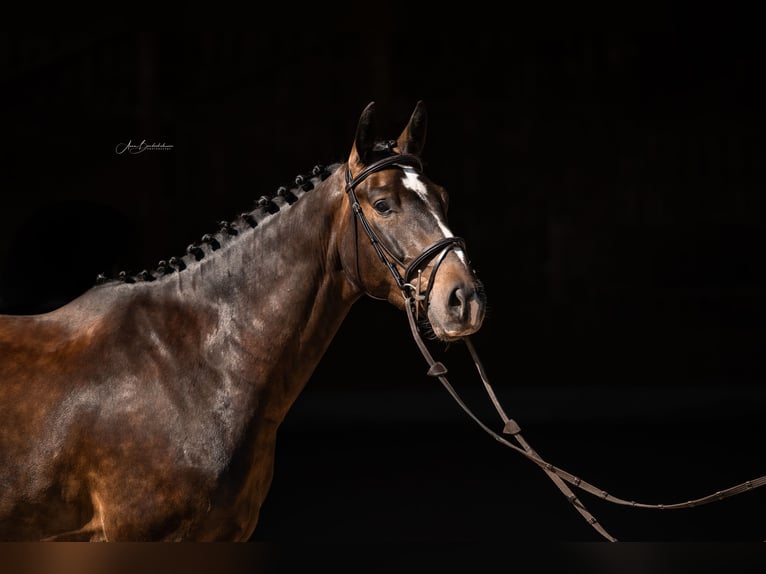 Baden-Wurtemberger Caballo castrado 4 años 165 cm Castaño oscuro in Wangen im Allg&#xE4;u