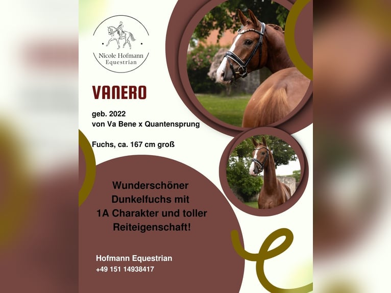 Baden-Wurtemberger Caballo castrado 4 años 167 cm Alazán-tostado in Hayingen