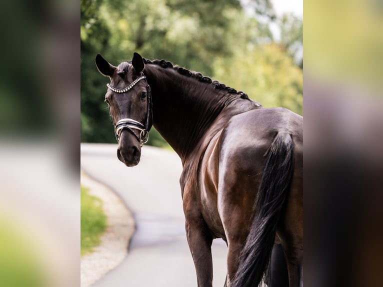 Baden-Wurtemberger Caballo castrado 4 años 172 cm Morcillo in Gleichen