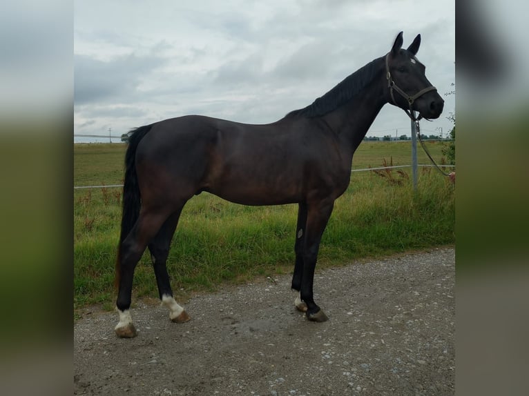Baden-Wurtemberger Caballo castrado 4 años 174 cm Negro in Bad Dürrheim