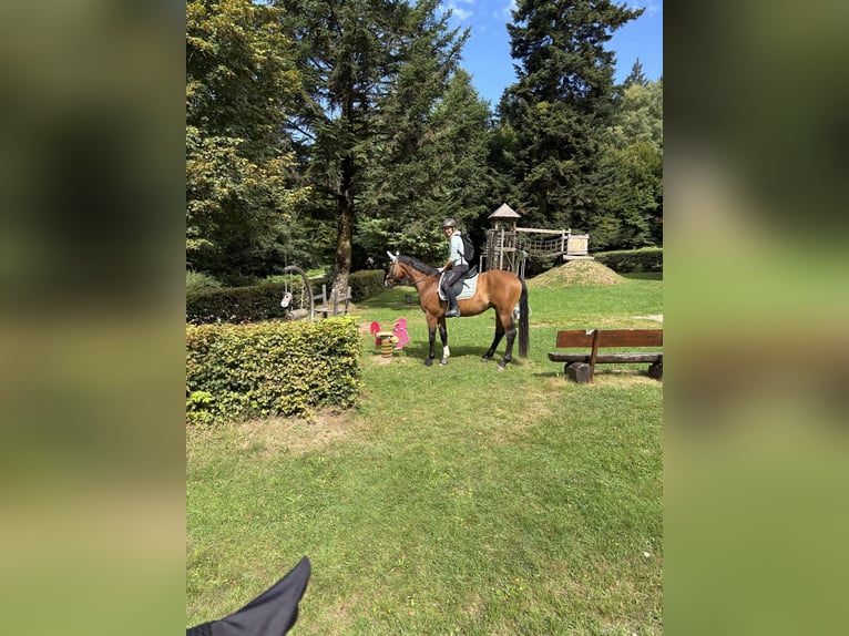 Baden-Wurtemberger Caballo castrado 5 años 163 cm Castaño in Gengenbach