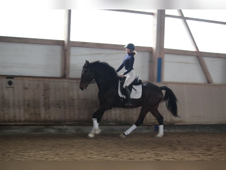 Baden-Wurtemberger Caballo castrado 5 años 168 cm Castaño oscuro in Schrozberg