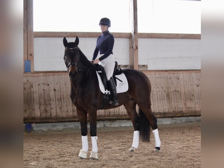 Baden-Wurtemberger Caballo castrado 5 años 168 cm Castaño oscuro in Schrozberg