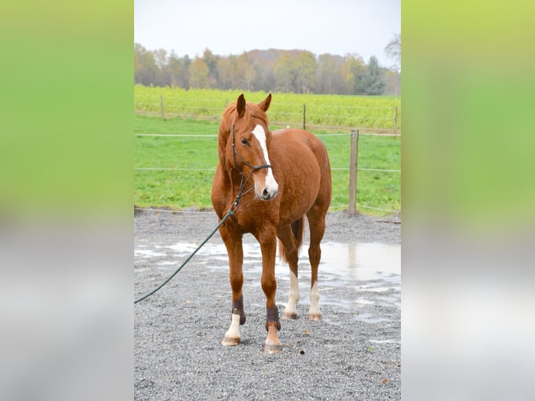Baden-Wurtemberger Caballo castrado 5 años 170 cm Alazán in Unterseen