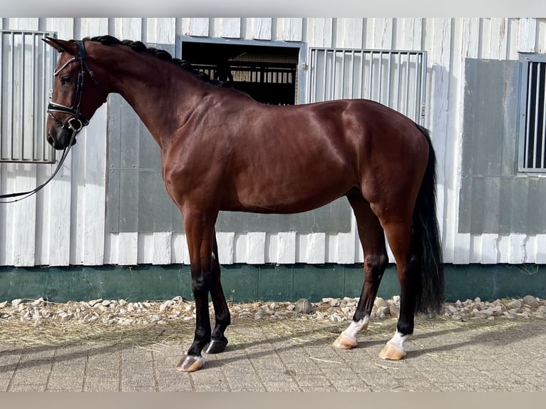 Baden-Wurtemberger Caballo castrado 5 años 173 cm Castaño in Trochtelfingen