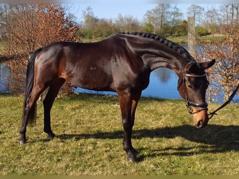 Baden-Wurtemberger Caballo castrado 5 años 178 cm Castaño oscuro in Gro&#xDF;heide Berumerfehn