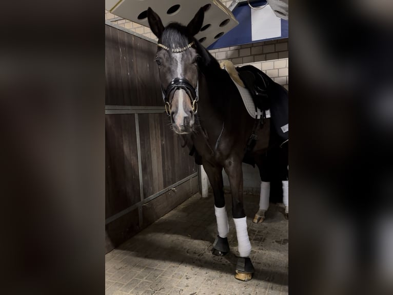 Baden-Wurtemberger Caballo castrado 6 años 175 cm Castaño oscuro in Dorsten