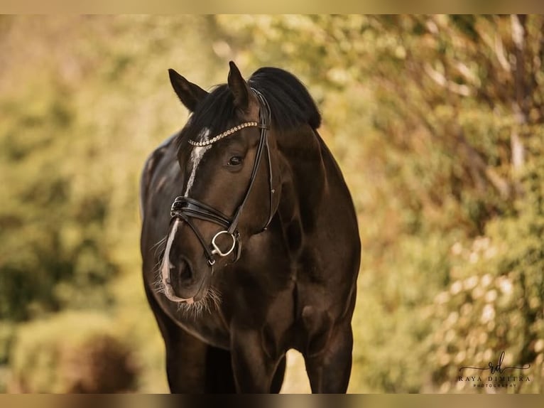 Baden-Wurtemberger Caballo castrado 6 años 175 cm Castaño oscuro in Dorsten