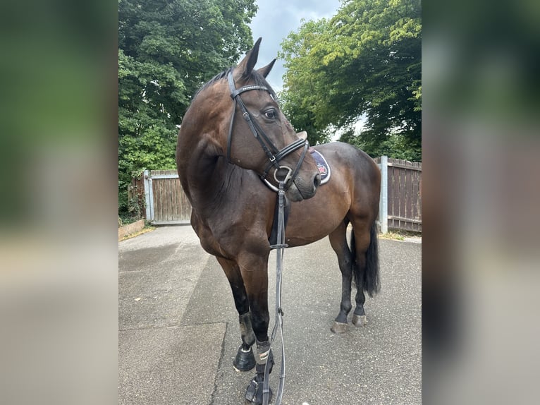 Baden-Wurtemberger Caballo castrado 7 años 168 cm Castaño oscuro in T&#xFC;bingen