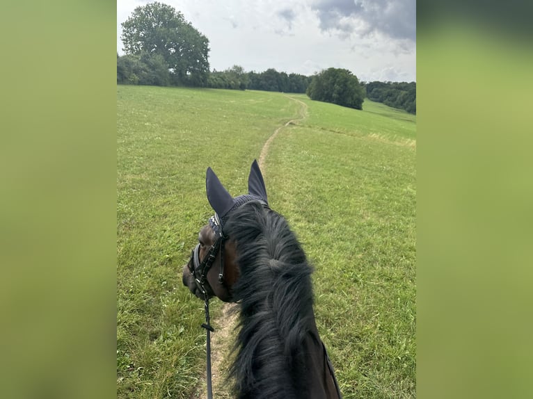 Baden-Wurtemberger Caballo castrado 7 años 168 cm Castaño oscuro in T&#xFC;bingen
