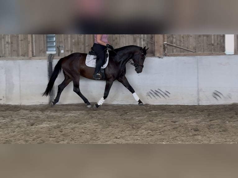 Baden-Wurtemberger Caballo castrado 7 años 170 cm Castaño oscuro in Zeilarn