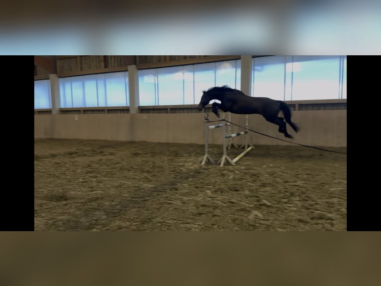 Baden-Wurtemberger Caballo castrado 7 años 171 cm Castaño oscuro in Marktl