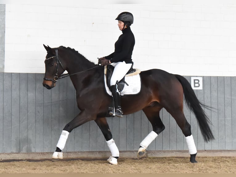 Baden-Wurtemberger Caballo castrado 8 años 167 cm Castaño oscuro in Tiddische