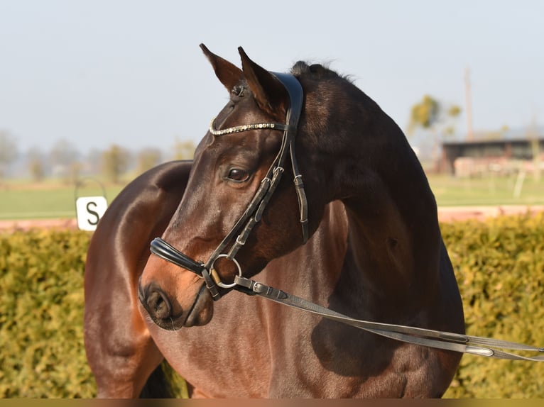 Baden-Wurtemberger Caballo castrado 8 años 167 cm Castaño oscuro in Tiddische