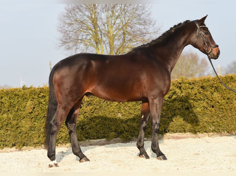 Baden-Wurtemberger Caballo castrado 8 años 167 cm Castaño oscuro in Tiddische