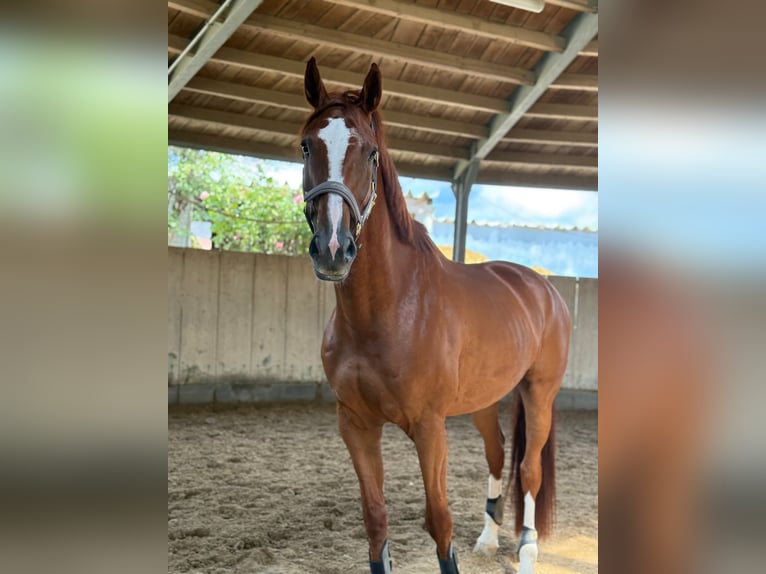 Baden-Wurtemberger Caballo castrado 8 años 170 cm Alazán in Hattersheim