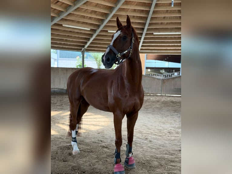 Baden-Wurtemberger Caballo castrado 8 años 170 cm Alazán in Hattersheim